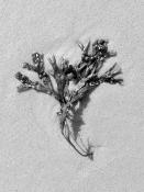 blaaswier (fucus vesiculosus) 9-2014 4050-